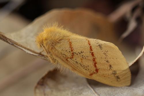 Chrysopsyche imparilis